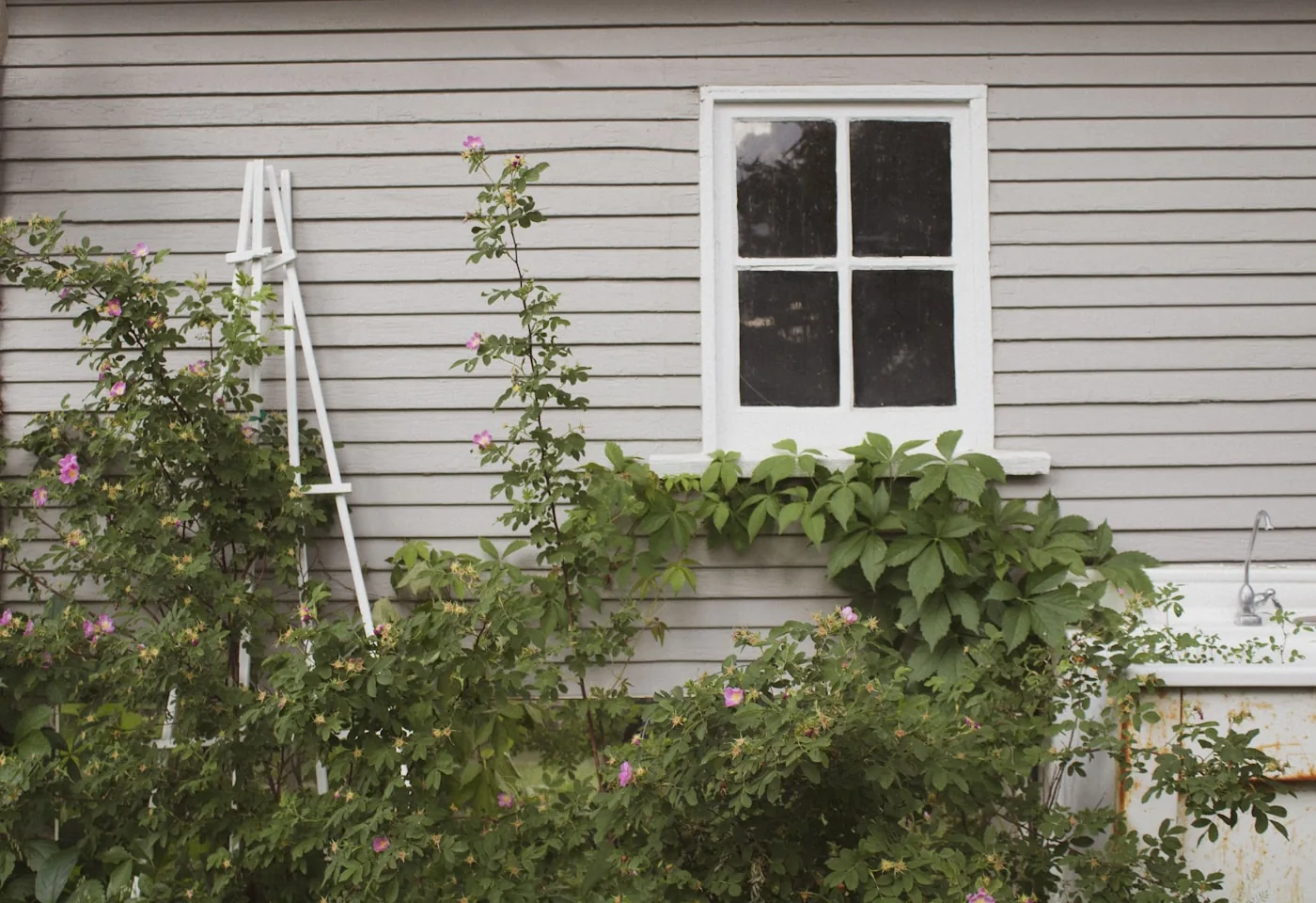 Overgrown shrubs crowding the front of a house