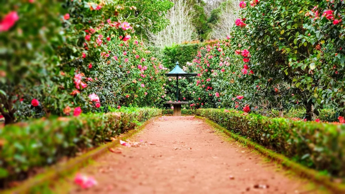 A hedge-lined garden path with roses in bloom