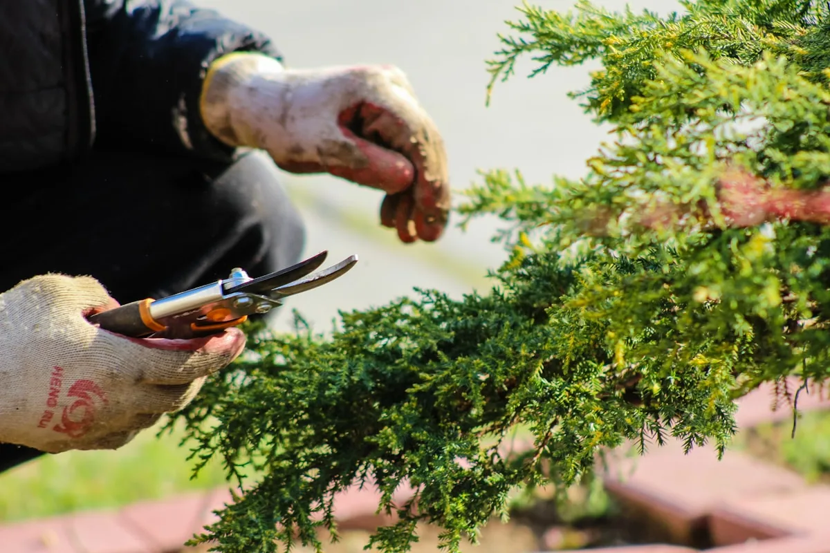 Hands pruning an evergreen shrub with hand shears
